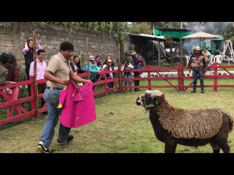 Corrida de Borregos - Familia Vilatuña