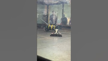 Pepe learns to fly #battlebots #combatrobotics