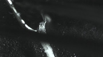 3rd instar larval dissection