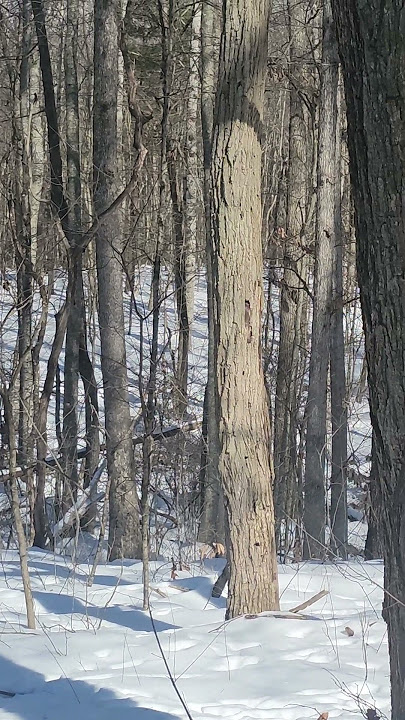 January 24, 2025 #sasquatch #bigfoot #Westvirginia #bigfootwitness