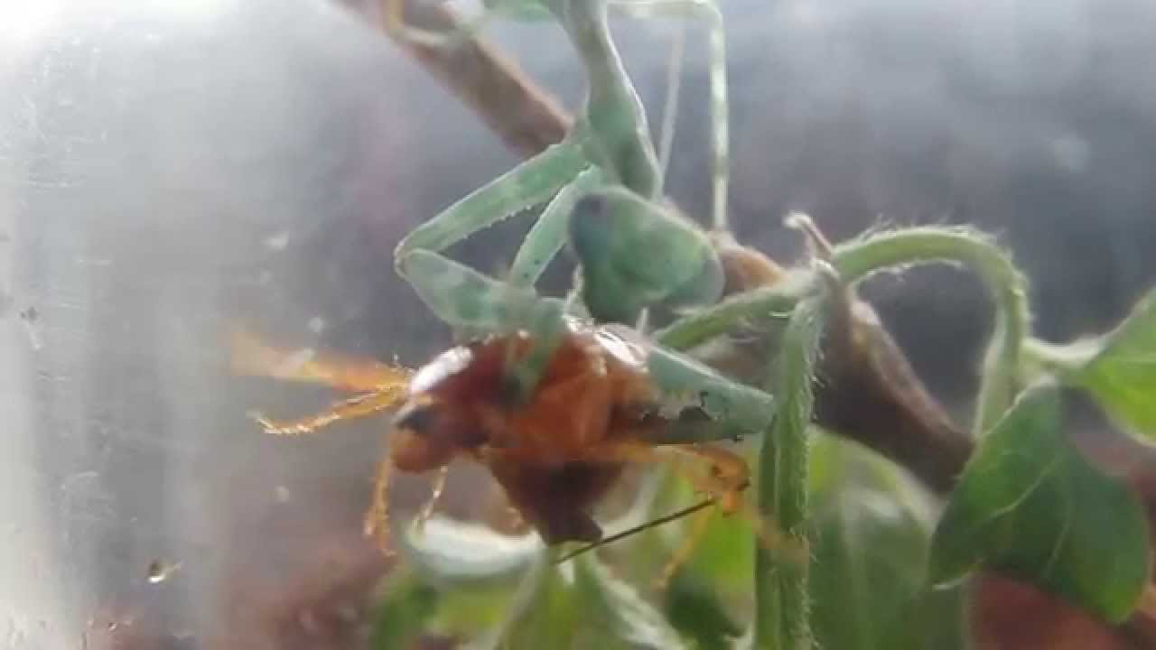 Miomantis binotata feeding YouTube