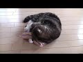 まるです２。-I am Maru 2.-
