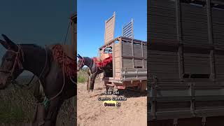 ¡Desfile rural: así bajan los caballos del señor Chaga!