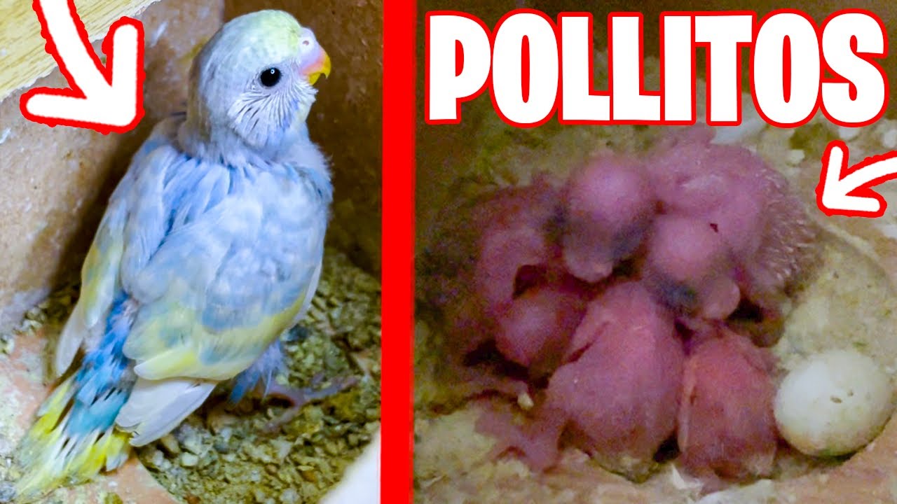 AVANCE DE MIS POLLITOS DE PERIQUITO