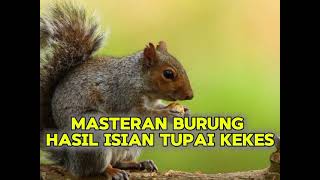 Download Lagu MASTERAN TUPAI KEKES BUAH  HASIL 99% #MASTERANTUPAIKEKES #masteranburung #MASTERAN MP3