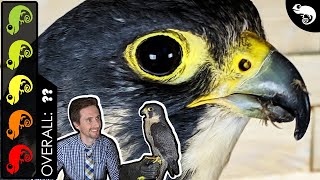Peregrine Falcon, The Best Pet Reptile?