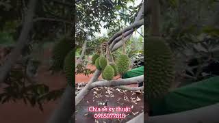 Ân chia sẻ vườn musang king35 ngày tuổi trái siêu đẹp