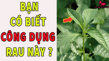 Rau Đay Và 9  Tác Dụng Chữa Bệnh Tuyệt Vời Không Phải Ai Cũng Biết
