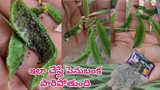 penu banka nivarana in telugu | Get rid of aphids & black fly | how to control aphids on plants