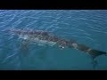 Great White Shark spotted in Britain? | Sharks | BBC Earth