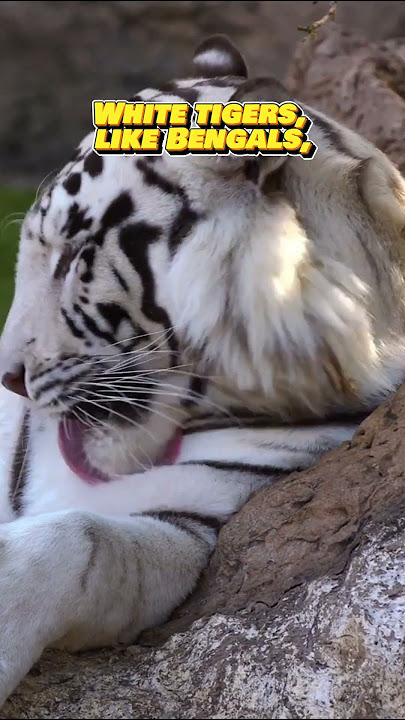White Tiger #7 - 10 Facts About... #2023 #shorts #viral #whitetiger
