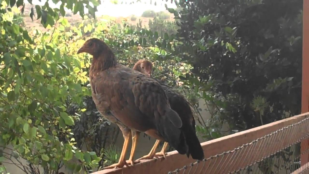 Chickens Standing On Fence standing seam