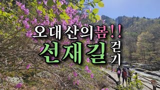 아직 봄을 느끼고 싶다면 오대산으로/명상하기좋은곳/치유의숲길#데이트코스  #오대산의봄#명상영상#선재길#둘레길##강원도여행#국내여행 #한국여행 #힐링여행지 ⛰