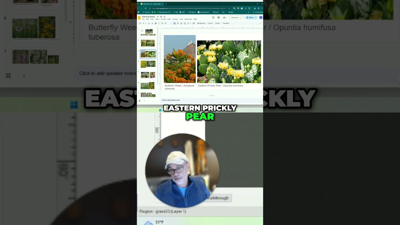 Discover Michigan's Unique Eastern Prickly Pear Cactus