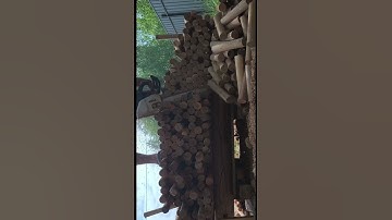 STIHL vs. 200 birch logs Who will win?Write in the comments #asmr #wood #woodworking