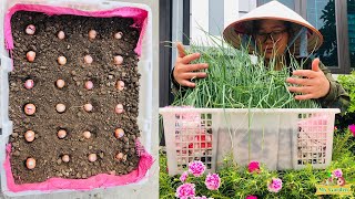 You won't have to go to the market if you know how to grow green onions using a plastic basket