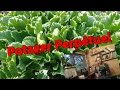 Le potager perptuel