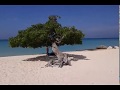 Eagle Beach - Aruba. La tercera playa más bella del mundo.