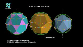 QUAD STEP PHYLLOTAXIS 3D ORDER  Lesson 6.