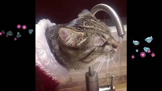 CAT COMPILATION - Funny Cats Drinking From Tap - Part 1 by Cats are Jerks 1,409 views 4 years ago 10 minutes, 46 seconds