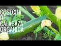 Cómo Cosechar Calabaza-Calabacín //cultivo de calabaza//Manos De Tierra