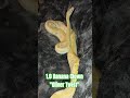 1.0 Banana Clown "Oliver Twist" #banana #clown #oliver #twist #olivertwist #coral #glow #docile #bp