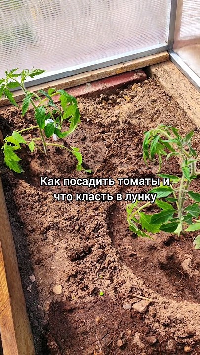 Что класть в лунку при посадке томатов#томаты#помидоры#чтокластьвлунку# ...