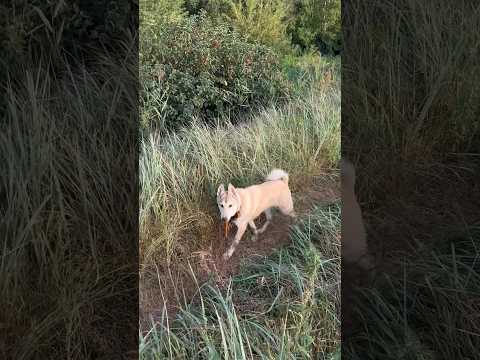 Видео: Натаска молодого щенка 4 месяца                                     #лайки #зсл #охота #лайк