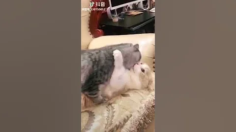 Video 4481351: persian american bobtail, american bobtail cat, cat peterbald chausie, japanese bobtail snowshoe cat, manee cat