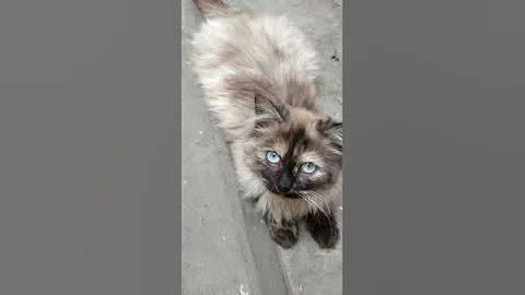 Video 3518211: persian, long haired cat breeds, punch face cat, cute cat face