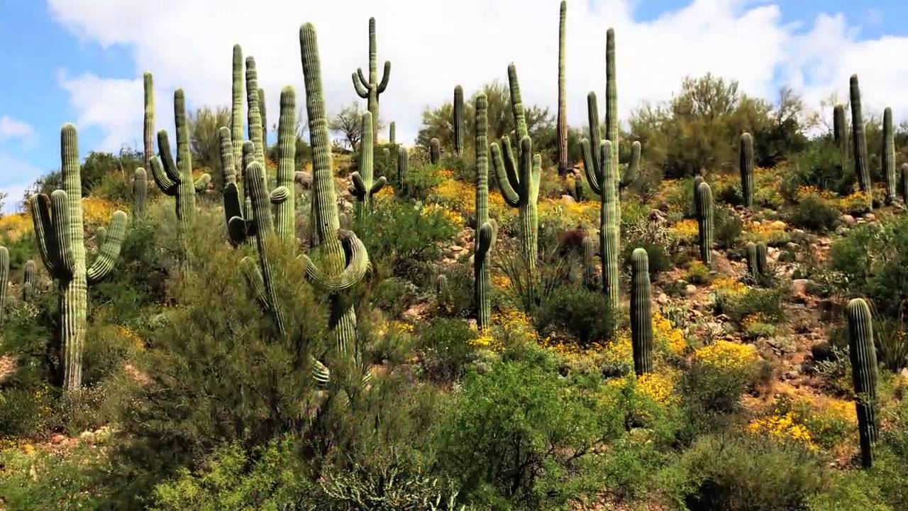 Arizona Nature Youtube