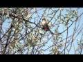 Chipping sparrow emberizidae spizella passerina adult