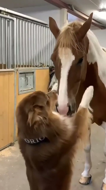 #лошади  #животные #зверухи #звёзды #милахи #horse  #animals #cute #sweet #beauty #stars