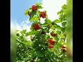 Українські Діаманти При долині кущ калини народна пісня Українські Діаманти При долині кущ калини народна пісня