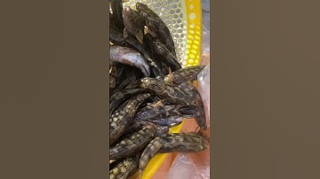 Cá bống tượng giống 30k, cung cấp cá bống tượng giống nuôi vỗ béo và thu mua cá bống tượng #fishing