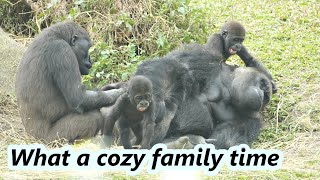 Gorilla D'jeeco family enjoyed cozy time. / 金剛猩猩D'jeeco家族舒適的時光