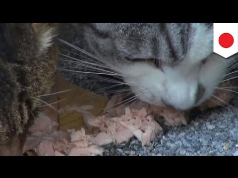 japanese-"cat-burglar"-stole-in-the-name-of-feline-love