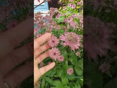 Video: Astrantia (58 Fotografi): Varietete Dhe Specie Me Emra, Mbjellje Dhe Kujdes Për Një Lule Në Fushë Të Hapur, Përshkrim I Bimëve Barishtore 