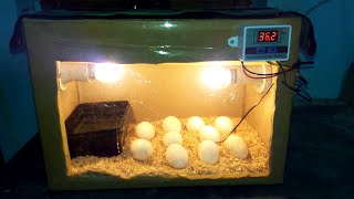 DIY Cardboard box egg incubator | DAY-02 | Rotating Eggs Manually | Birds Palace