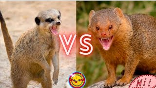 Meerkats Mob Rule | World's Deadliest #NatGèoWILD #Worlds  #Meerkats