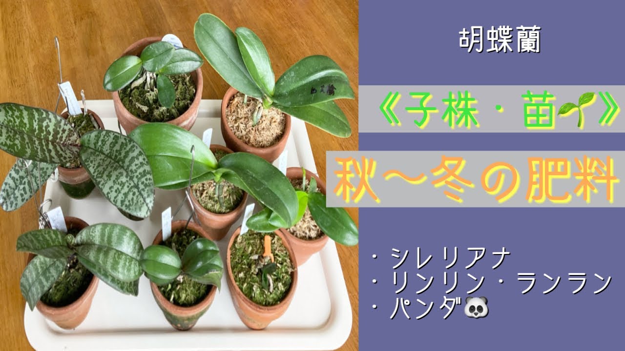 2023年10月4日 胡蝶蘭 【子株・苗🌱】 秋〜冬の肥料 株を元気にする
