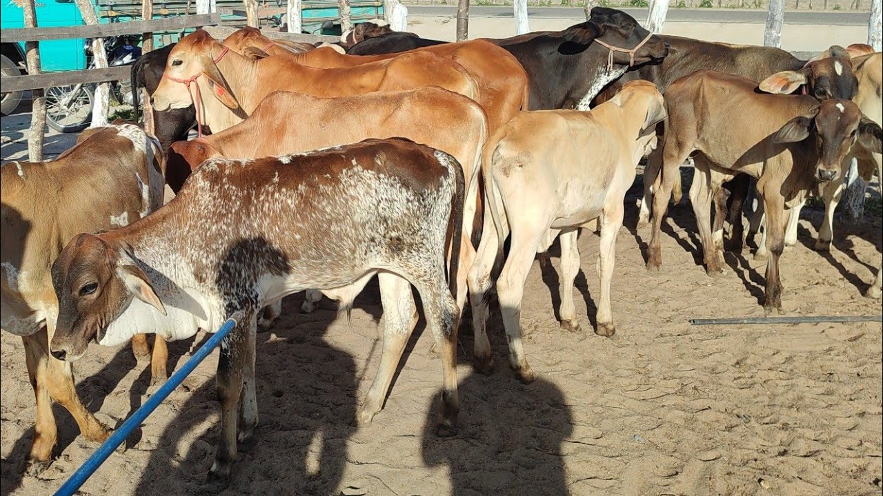 Feira de gado de Jurema-PE 21/02/26