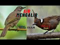 Masteran Cililin Dan Kapas Tembak Jernih Mp3 - Mp4 Download
