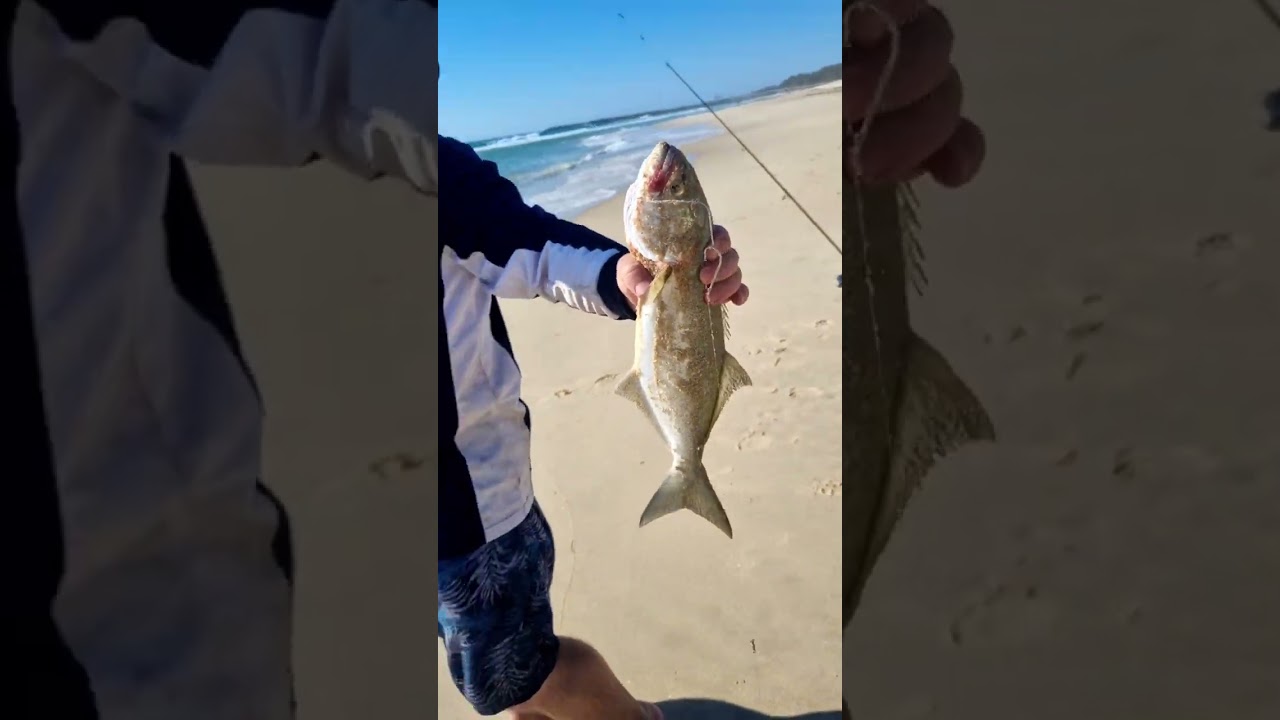 gold coast tailor fishing 