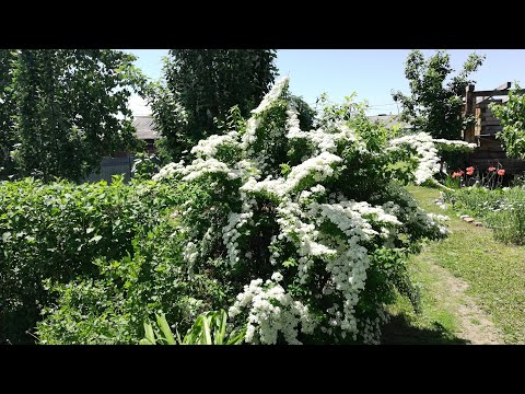 Видео: Обычные цветущие кустарники для зоны 9 - сбор кустарников, которые цветут в зоне 9