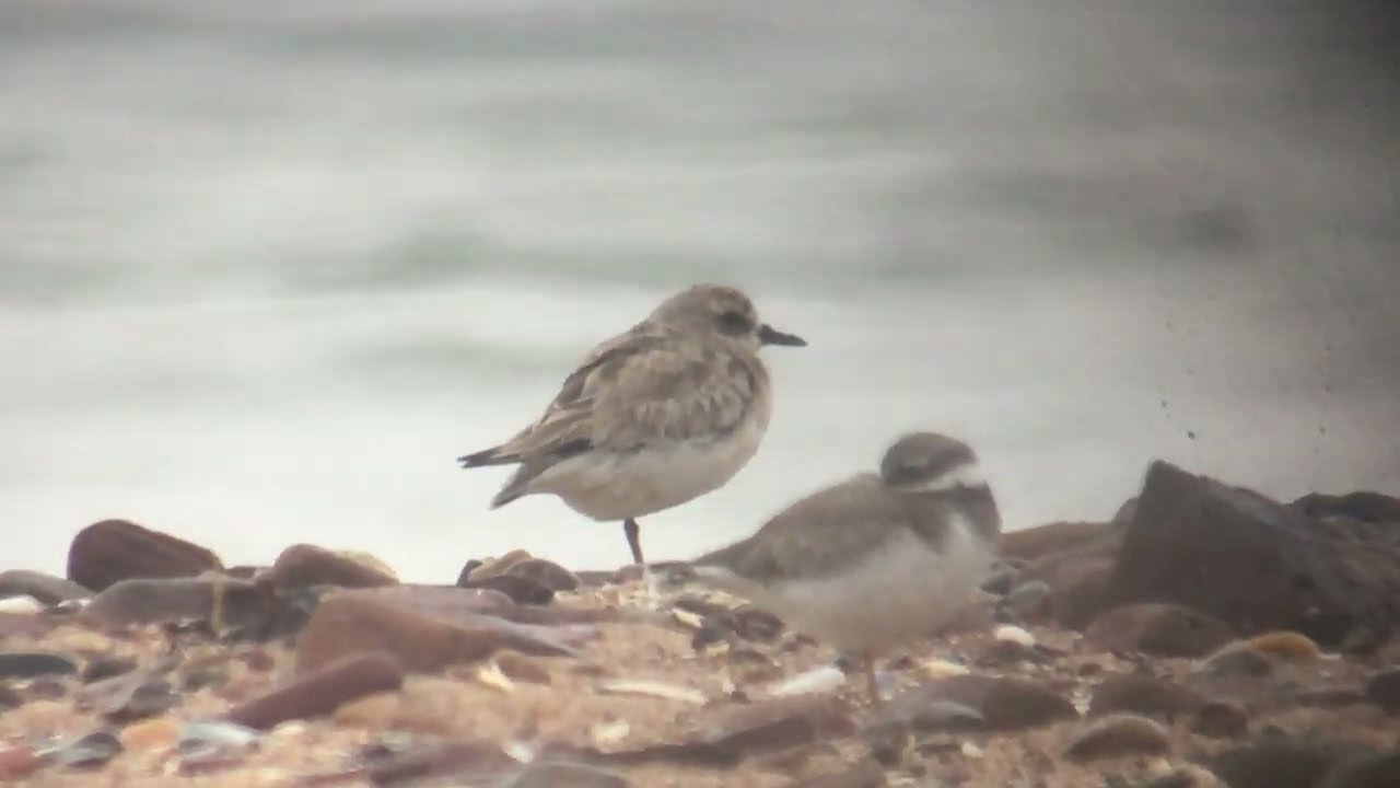 Greater Sand Plover - Tyninghame, Lothian, July 2020