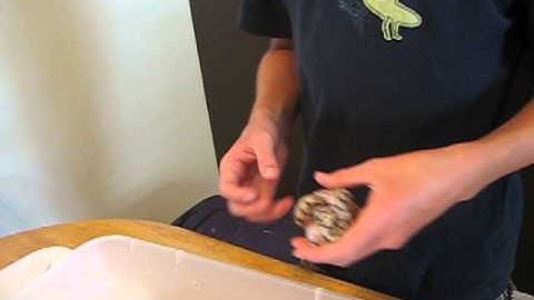 Clutch #1 ball python hatchlings video #2