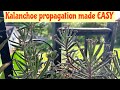 3 easy ways to propagate kalanchoe  mother of millions free plants forever