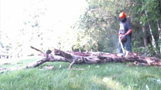 felling big poplar tree