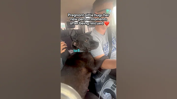 Pregnant Stray Pittie Hugs Her Rescuer The Whole Ride Home | The Dodo